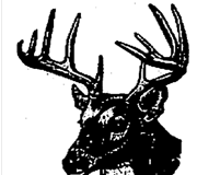 broadway_deer