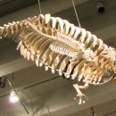 IMG_3572