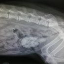 Princess' X-Ray
